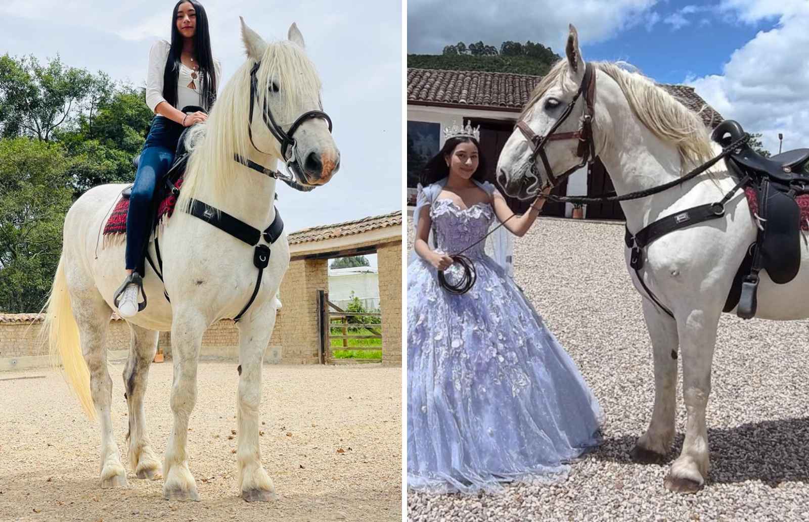 Alquiler de animales