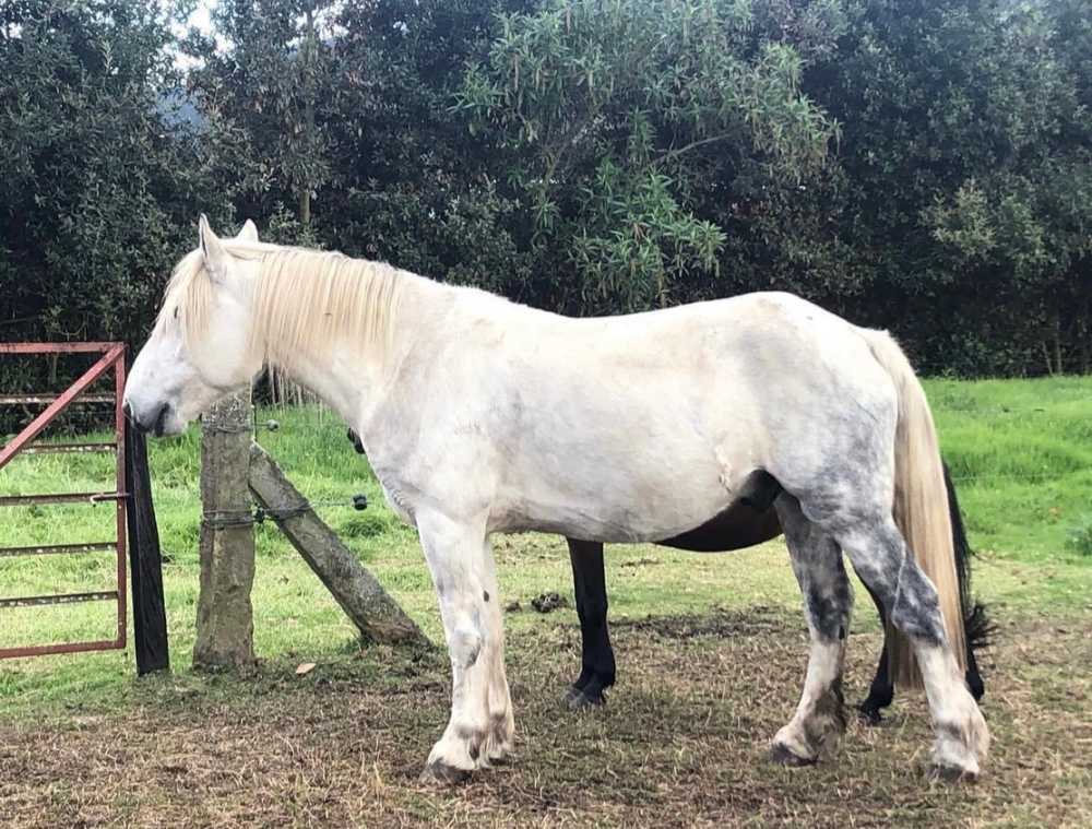 Animales casa de teja para Alquiler de eventos