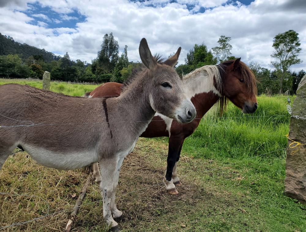 Burros Burros