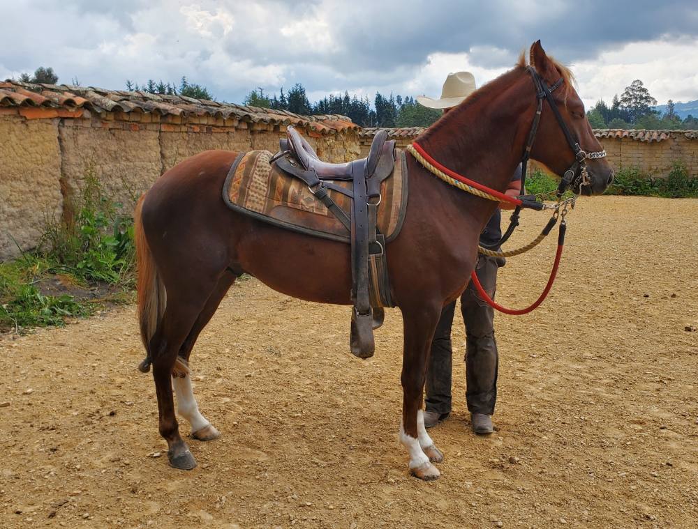 Caballo de paso Caballo de paso