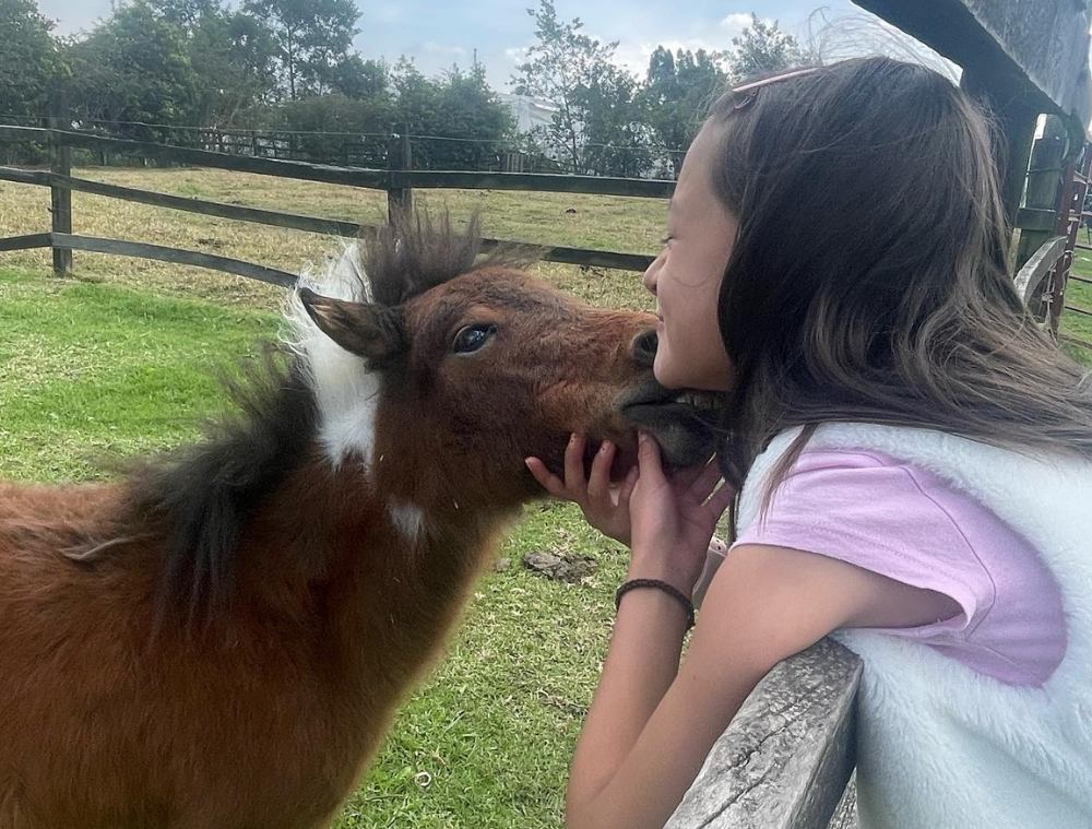 Consentir a los animales