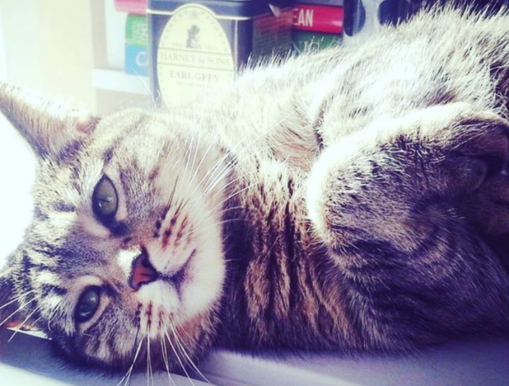 Gatos Gatos