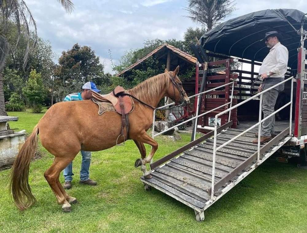 Hotel y Transporte para caballos
