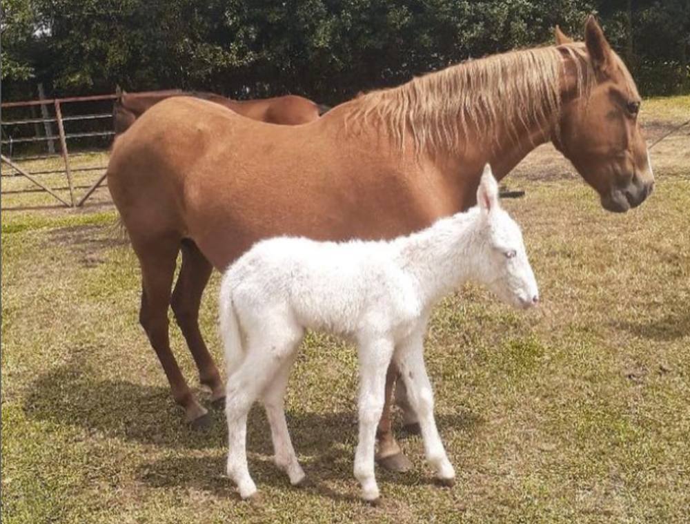 Muleta Albino Muleta Albino