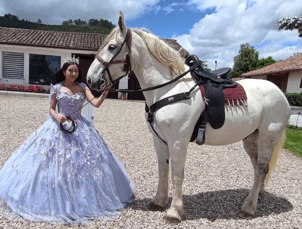 Percheron Tambor Percheron Tambor