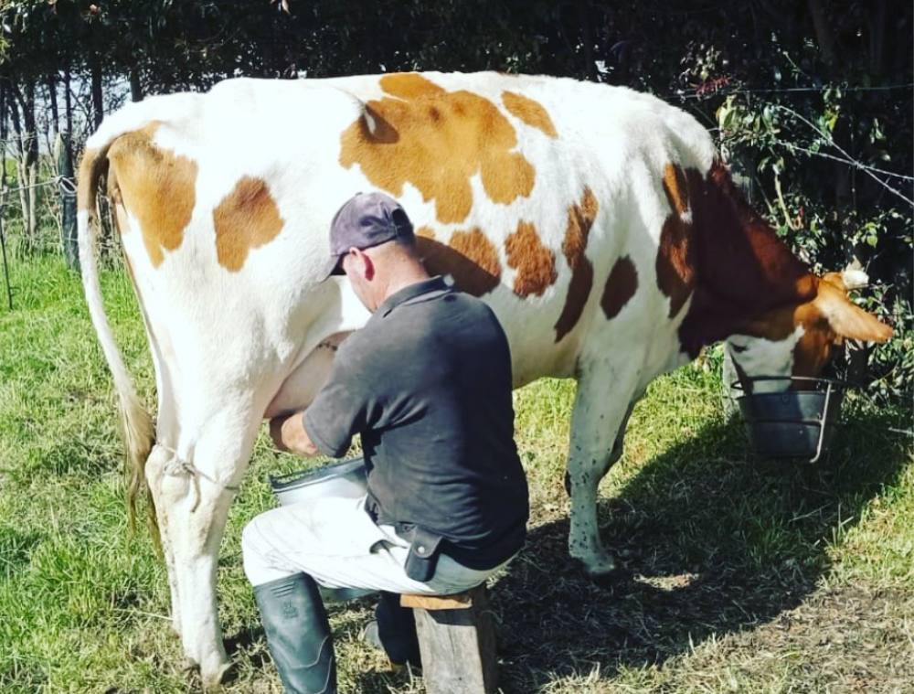 Vacas de ordeño Vacas de ordeño