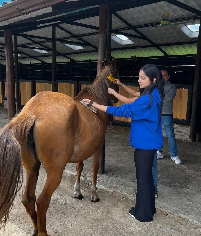Aprende como cepillar un caballo