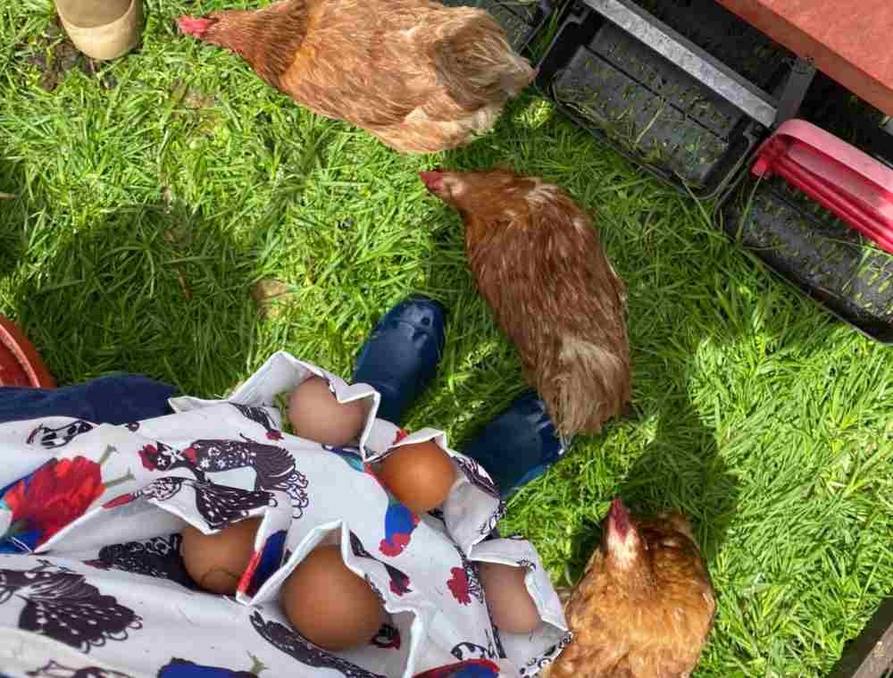 Huevos del campo